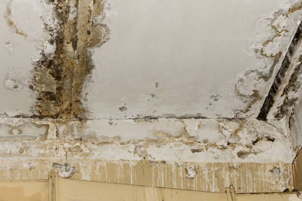 Best HVAC Mold Inspection and Cleaning  in Folsom, CA