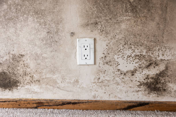 Best Air Quality Testing for Mold Spores  in Folsom, CA